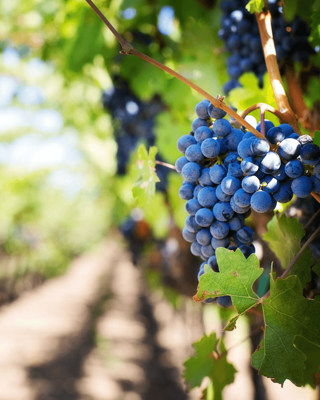 Viñedos para visitar en primavera: Viaja en auto y disfruta